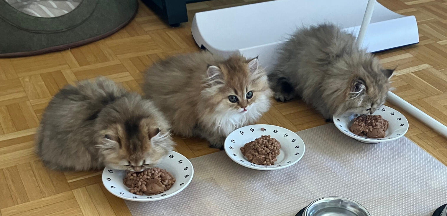 Am Zmorge mit seinen Schwestern (11 Wochen alt)