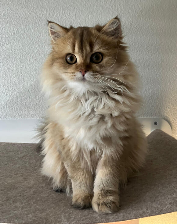 Marigold auf der Hängematte