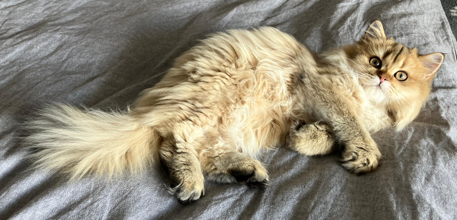 Marigold auf dem Bett