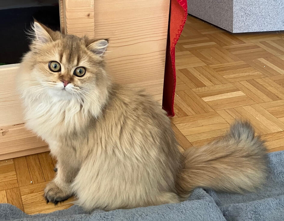 Marigold vor der Wurfbox