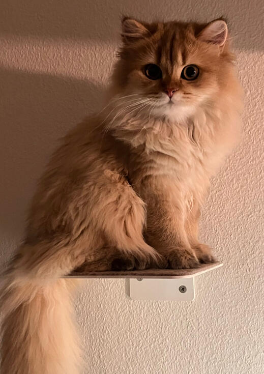 Marigold auf der Kletterplattform