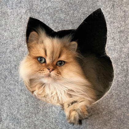 Katzenzucht vom Hönggerwald | British Longhair (BLH) | Zürich Logo der Katzenzucht vom Hönggerwald, einer verantwortungsvollen British Longhair Zucht im Zürcher Kreis 10 mit charmanten BLH-Katzenwelpen und FFH-Stammbäumen nach FIFe-Standard