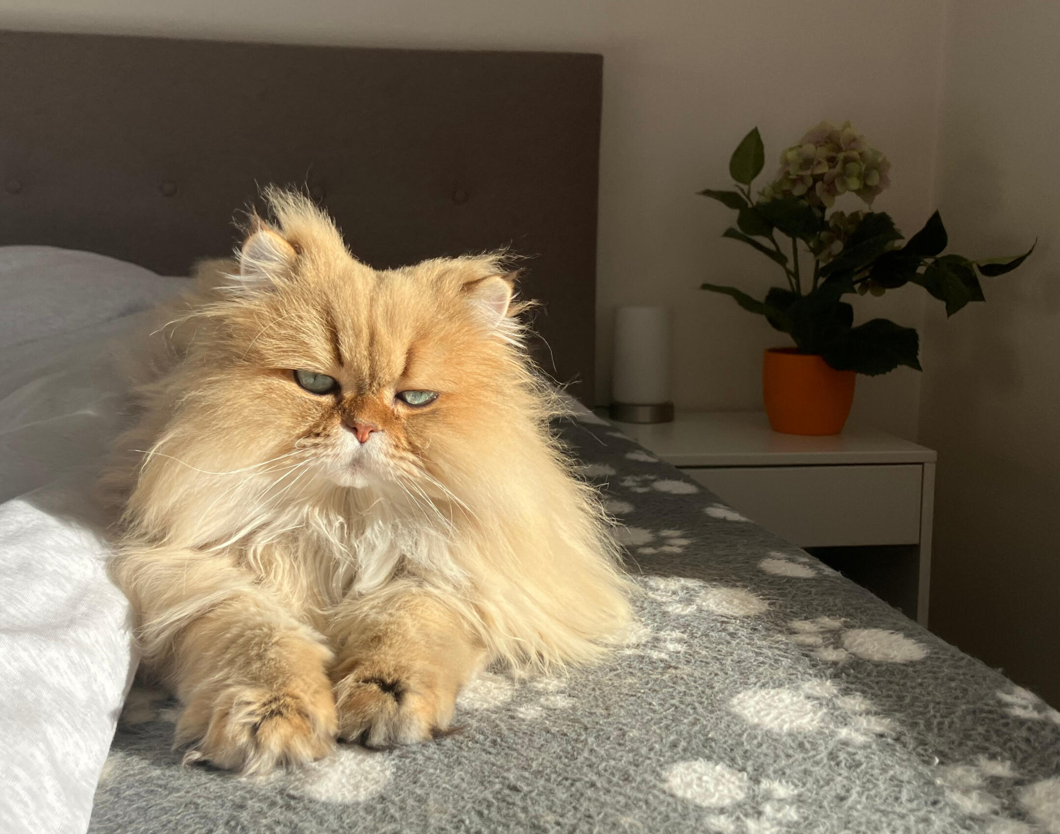 Filou auf dem Bett Filou, unser Schwarz Golden getickter British Longhair Kater, entspannt auf dem Bett