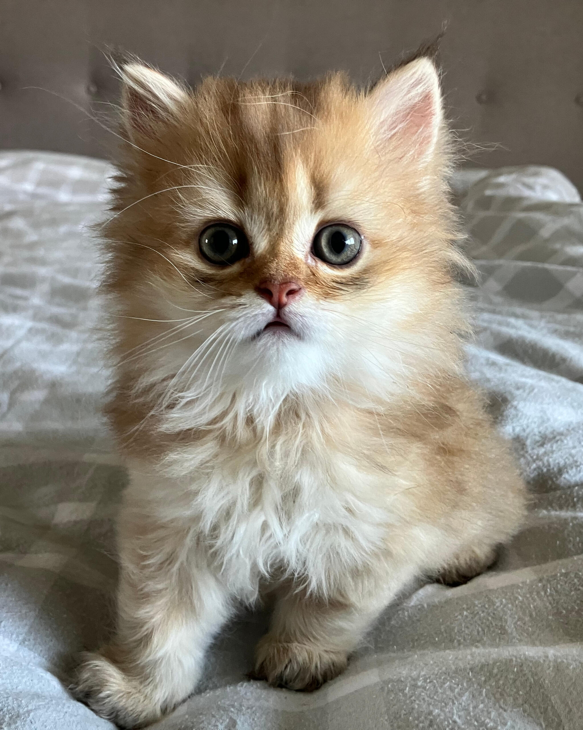 Montgomery vom Hönggerwald Katzenwelpe Montgomery vom Hönggerwald, ein British Longhair mit schwarz golden geticktem Fell, sitzt aufmerksam auf einem karierten Kissen