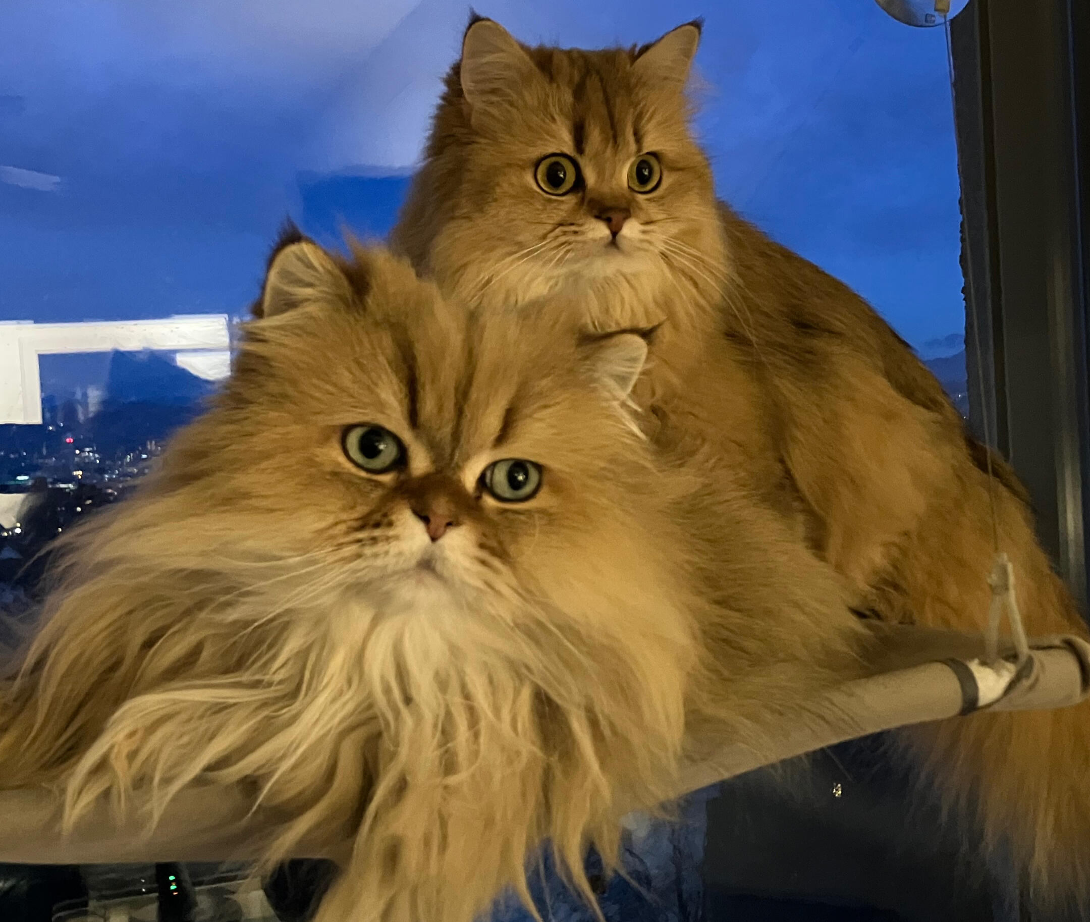 Filou und Inka, die Elterntiere der Katzenzucht vom Hönggerwald Filou und Inka, unsere Schwarz Golden getickten British Longhair Katzen, gemeinsam am Fensterplatz