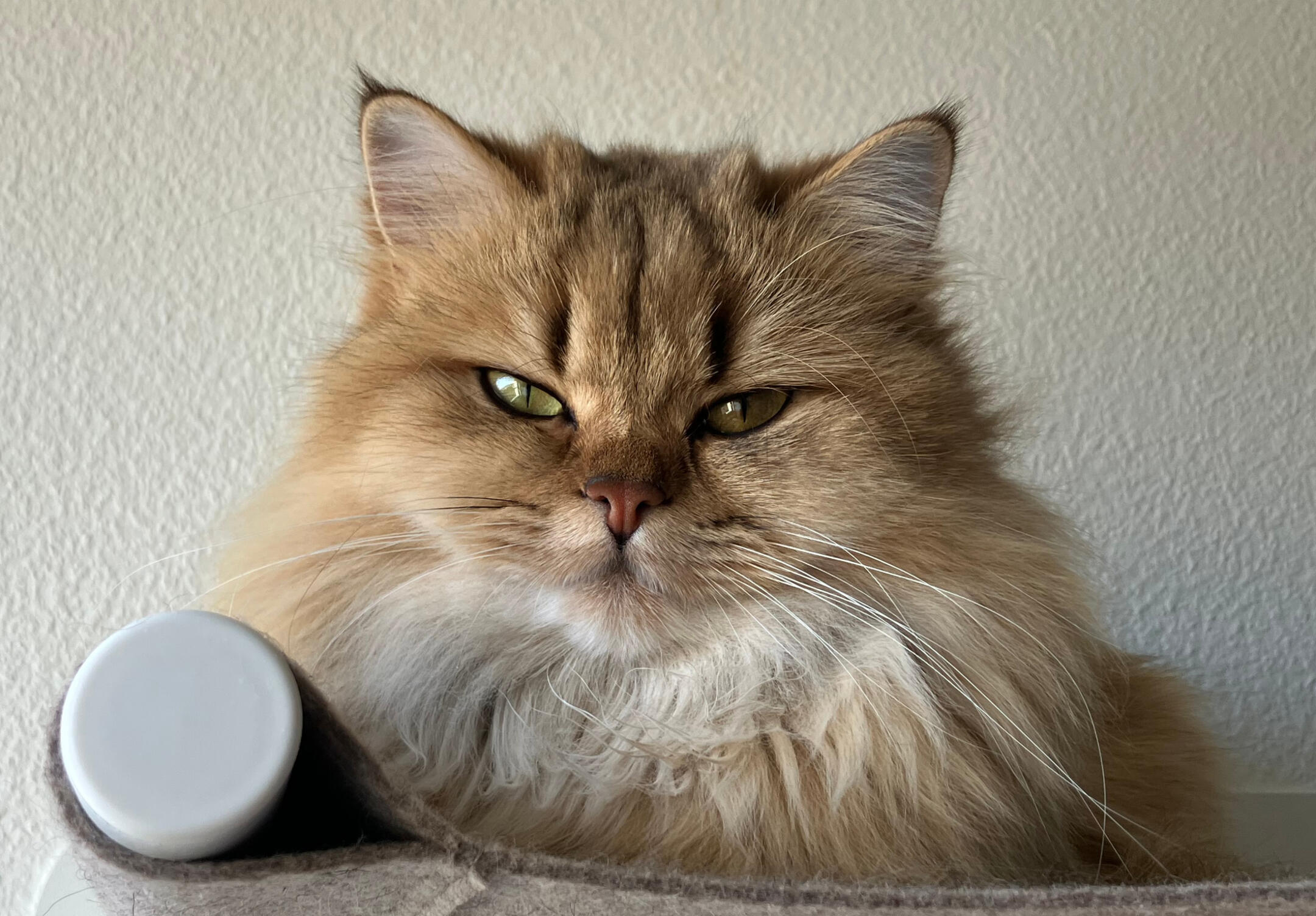 Inka auf der Wandliege Inka, unsere Schwarz Golden getickte British Longhair Kätzin, entspannt auf der Wandliege