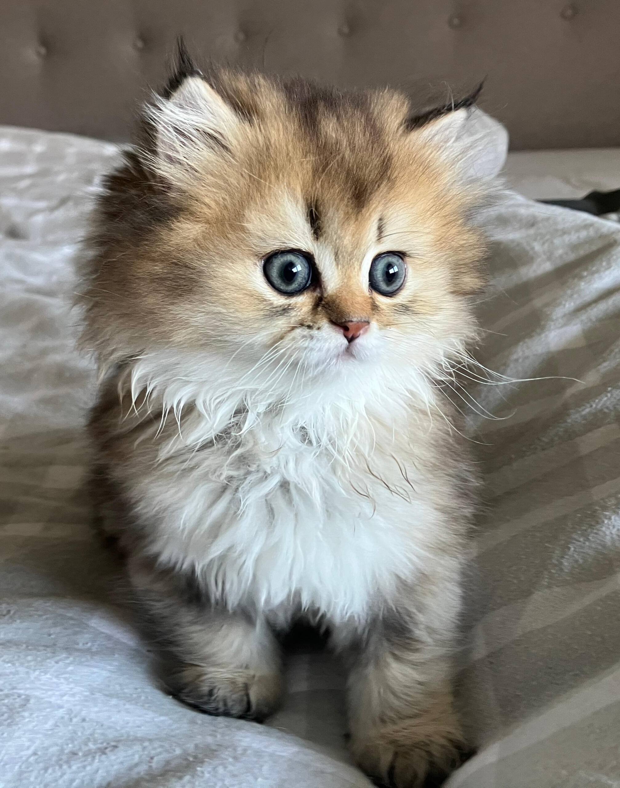 Milo vom Hönggerwald auf dem Bett Katzenwelpe Milo vom Hönggerwald, British Longhair mit Schwarz Golden geticktem Fell, sitzt auf dem Bett und schaut aufmerksam zur Seite.