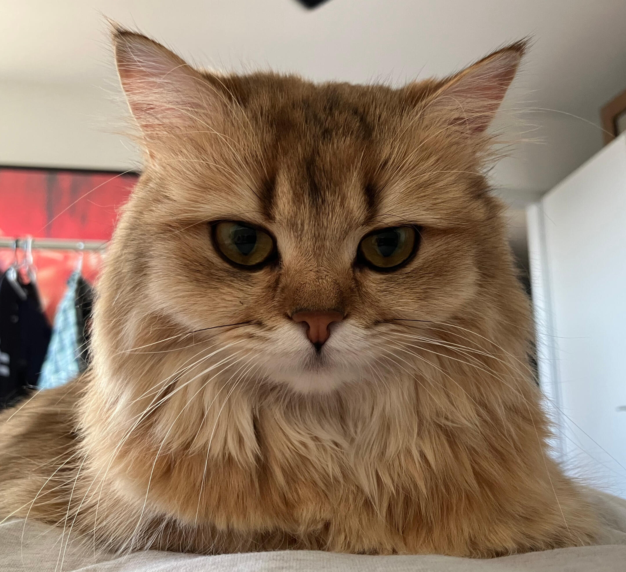 Portrait von Inka Portrait von Inka, unserer British Longhair Kätzin, mit bernsteinfarbenen Augen und halblangem, golden geticktem Fell