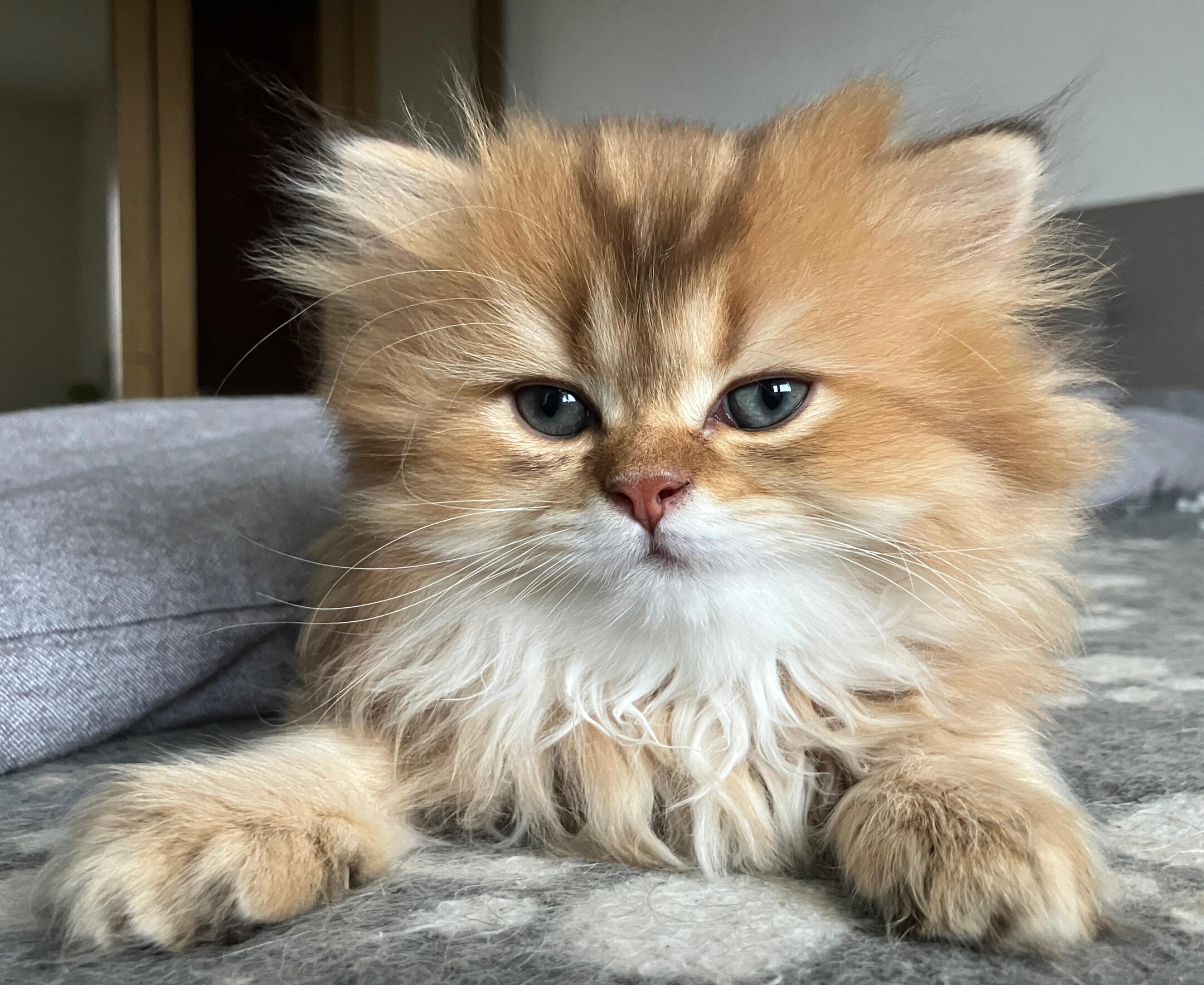 Mortimer vom Hönggerwald Mortimer vom Hönggerwald