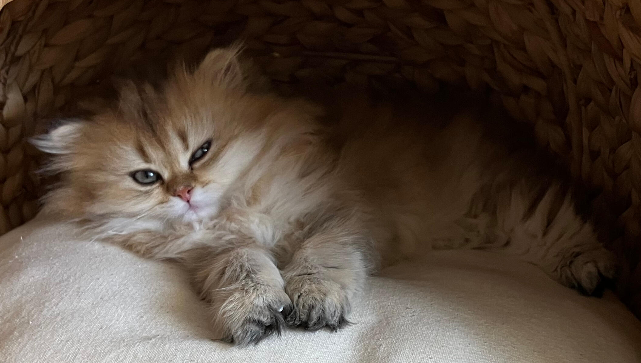 Marigold vom Hönggerwald Katzenwelpin Marigold vom Hönggerwald, British Longhair mit schwarz golden geticktem Fell, liegt auf der Seite und schaut skeptisch.