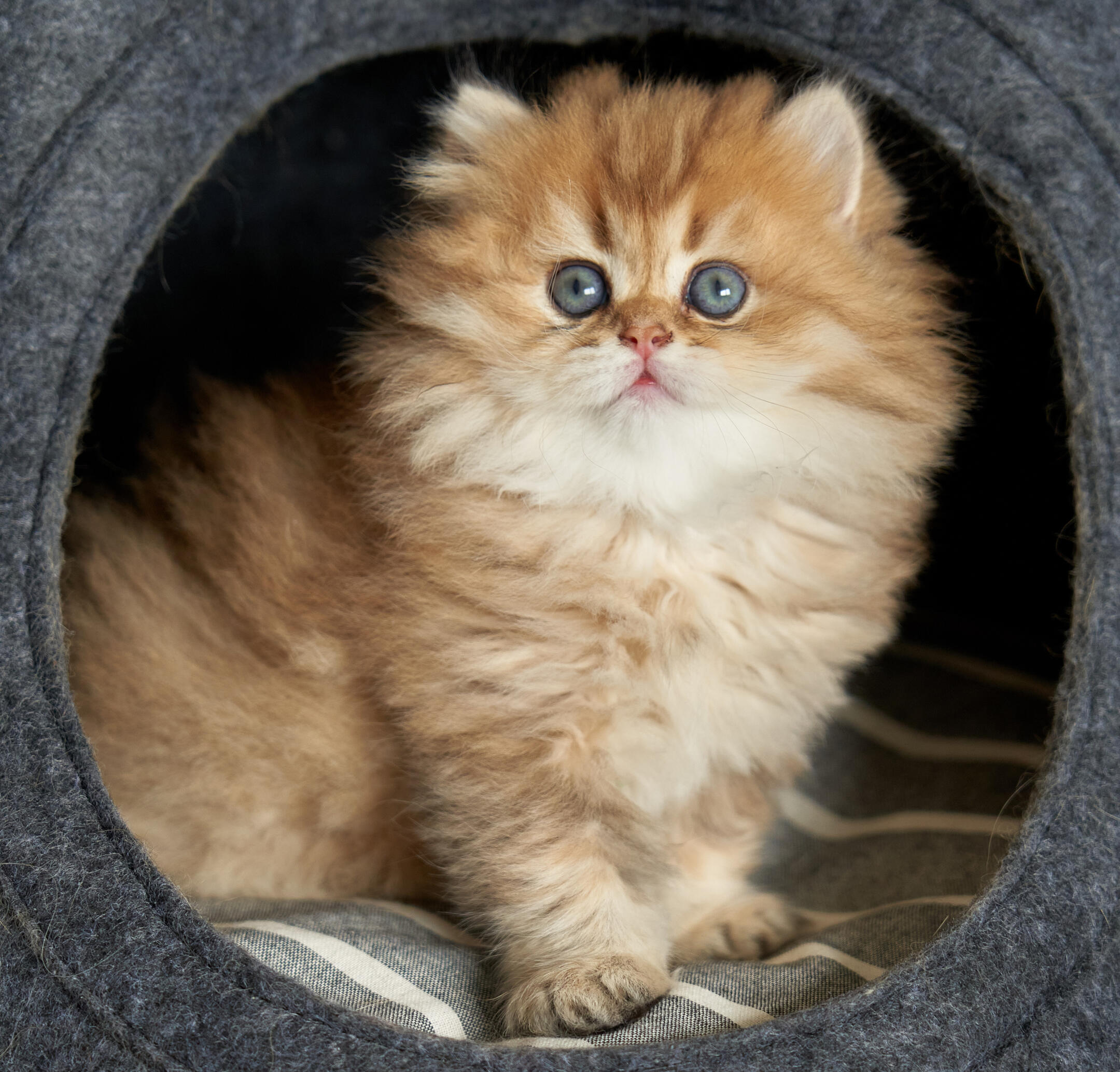 Kón vom Hönggerwald Katzenwelpe Kon vom Hönggerwald, British Longhair, sitzt aufmerksam im Filzhäuschen.