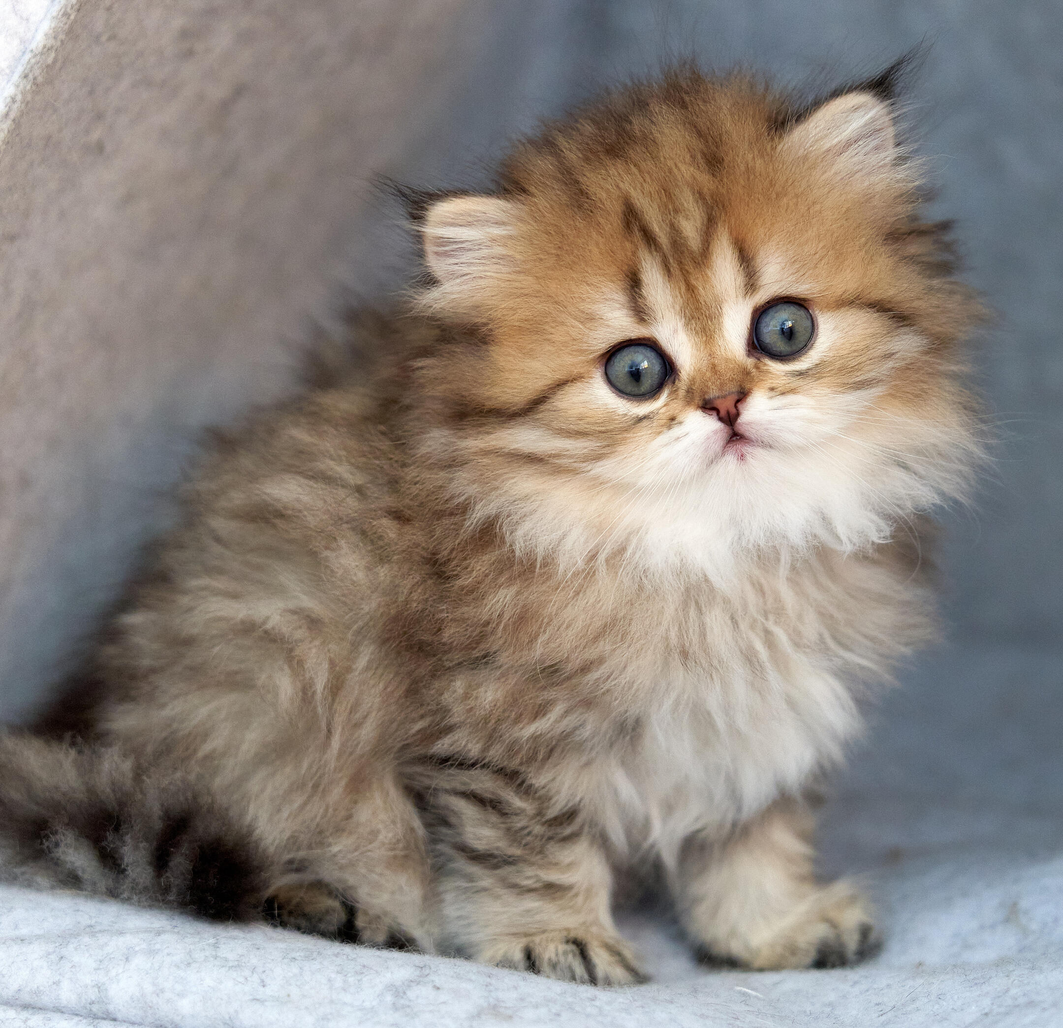 Kaya vom Hönggerwald Katzenwelpin Kaya vom Hönggerwald, British Longhair mit schwarz golden geticktem Fell, schaut verdutzt.