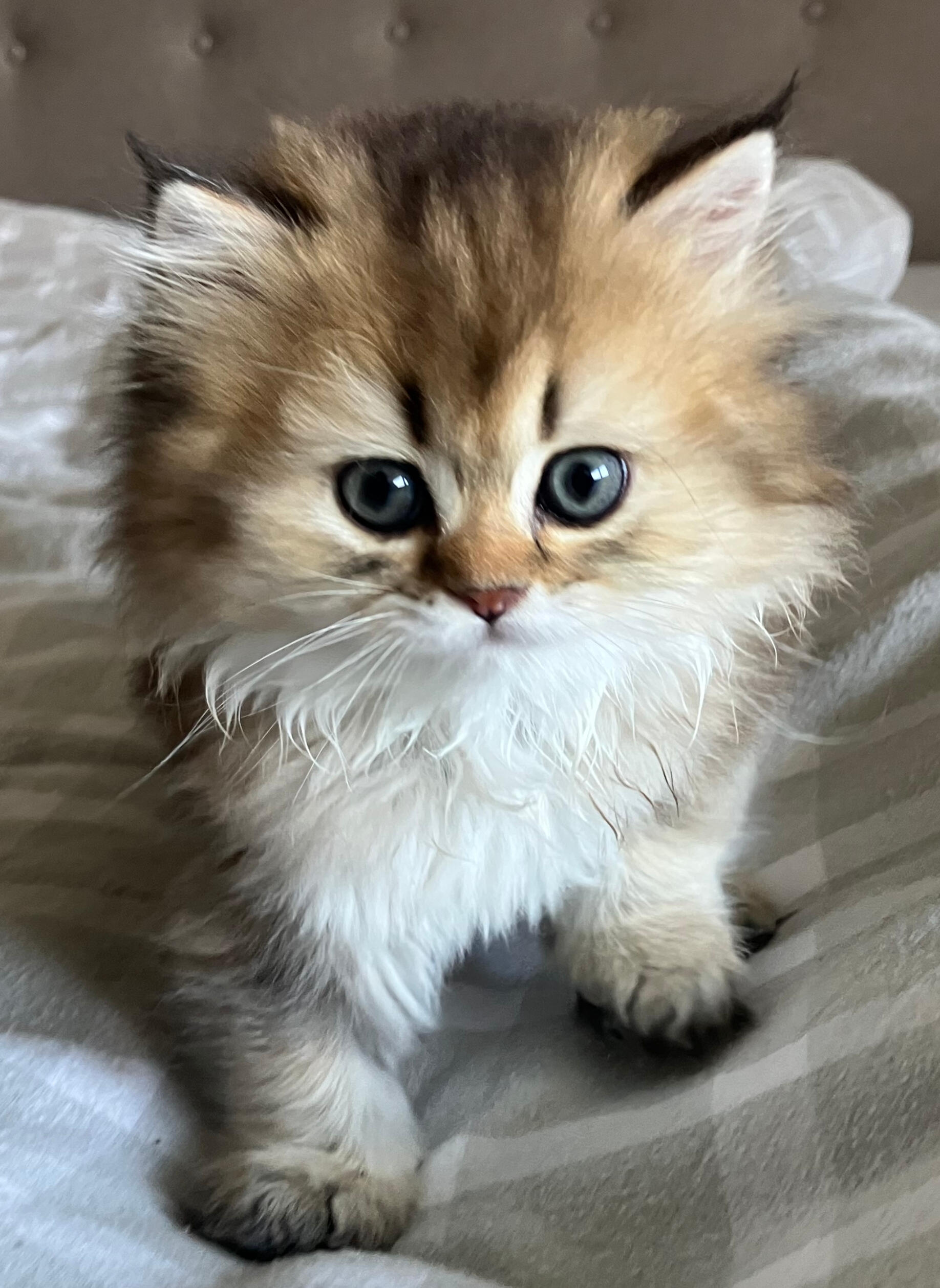 Milo vom Hönggerwald Katzenwelpe Milo vom Hönggerwald, British Longhair mit schwarz golden geticktem Fell