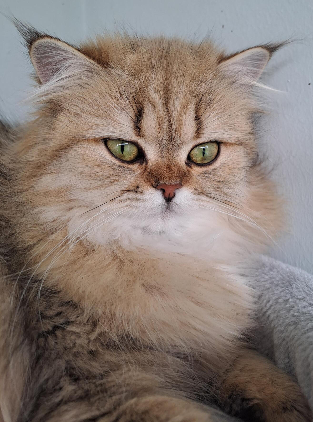 Kaya vom Hönggerwald Kaya vom Hönggerwald