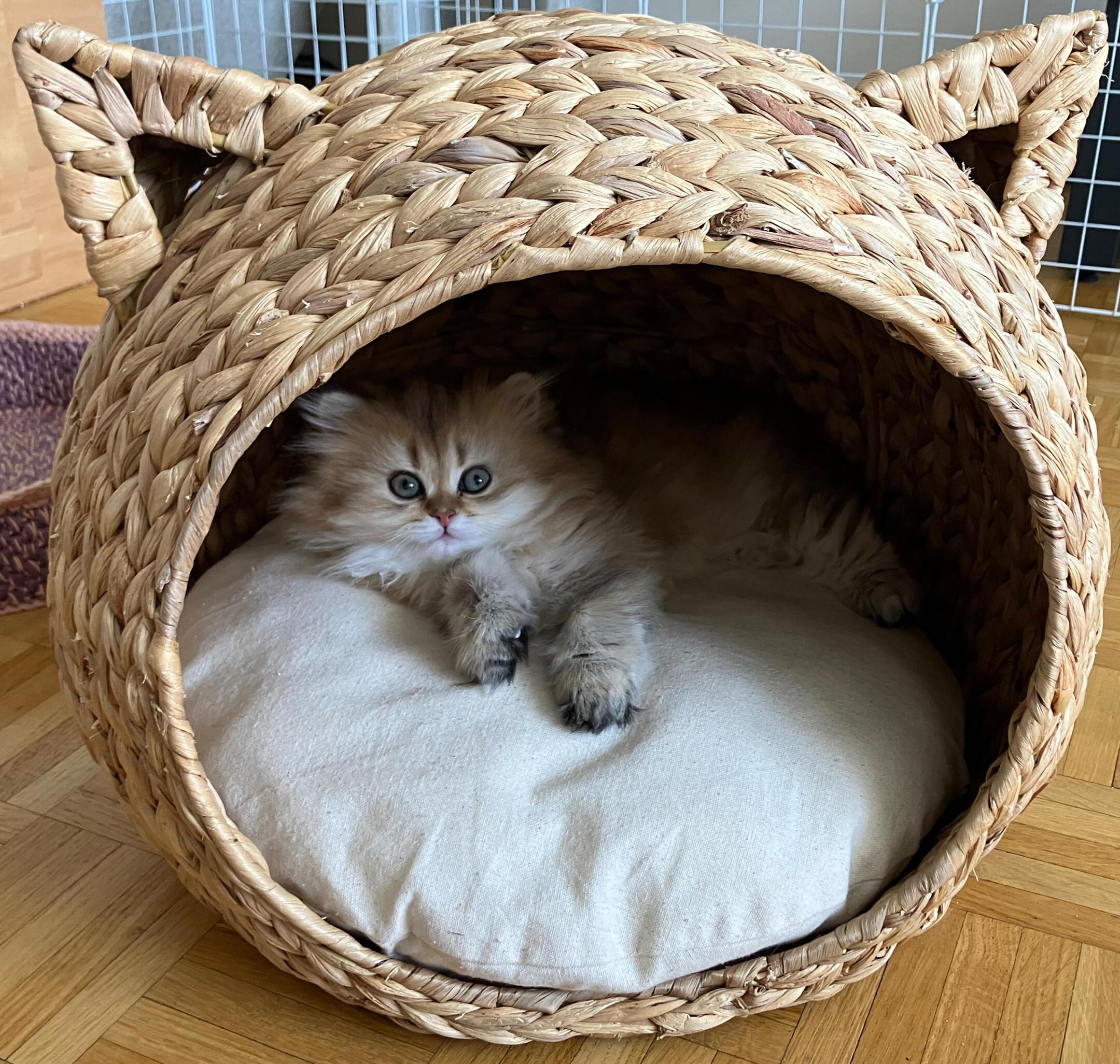 Marigold vom Hönggerwald Marigold vom Hönggerwald liegend in der Weidehöhle.