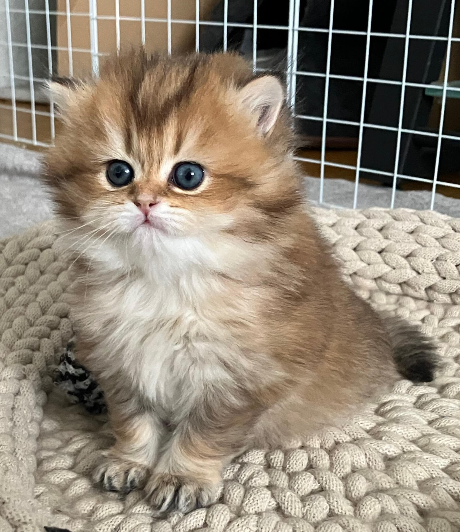 Das 35 Tage alte British Longhair Katzenmädchen Matilda „Tilly“ vom Hönggerwald sitzt in einem geflochtenen Wollkörbchen und blickt aufmerksam in die Ferne.