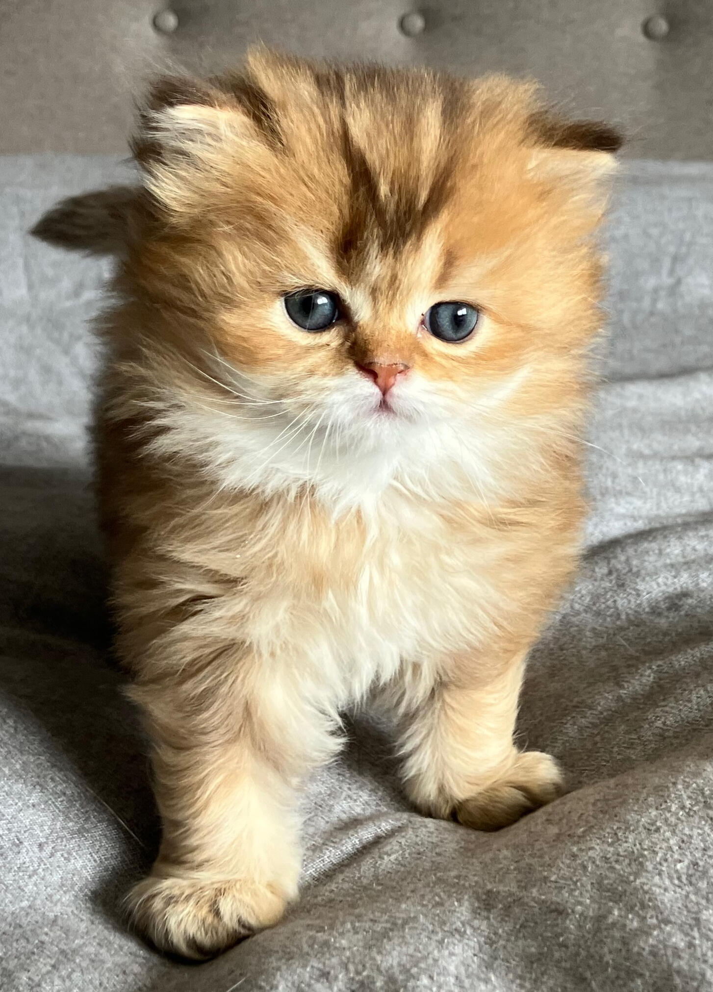 Der 5 Wochen alte Mortimer "Timmy" vom Hönggerwald Der 5 Wochen alte Black Golden British Longhair Kater Mortimer „Timmy“ vom Hönggerwald mit babyblauen Augen steht auf einer grauen Decke und blickt ruhig in die Kamera.
