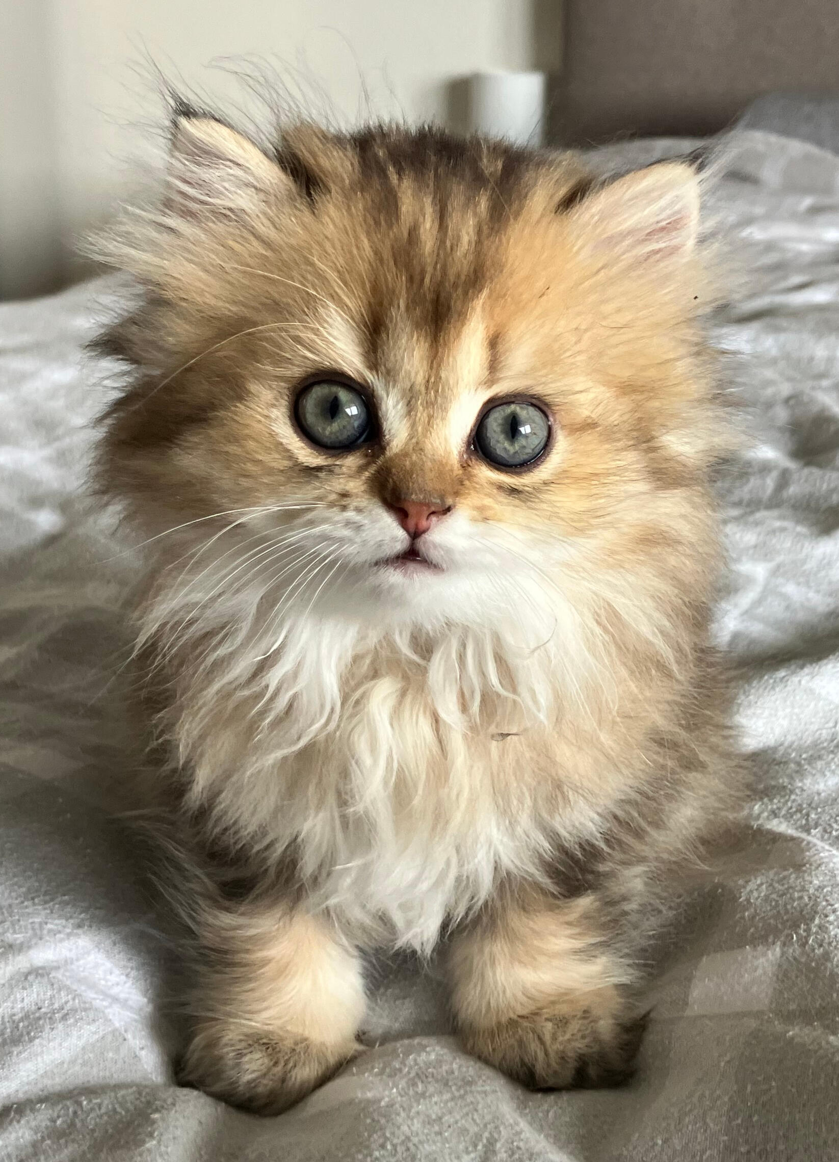 Portrait von Mira vom Hönggerwald, British Longhair Katzenwelpin mit schwarz golden geticktem Fell, schaut verdutzt in die Kamera.