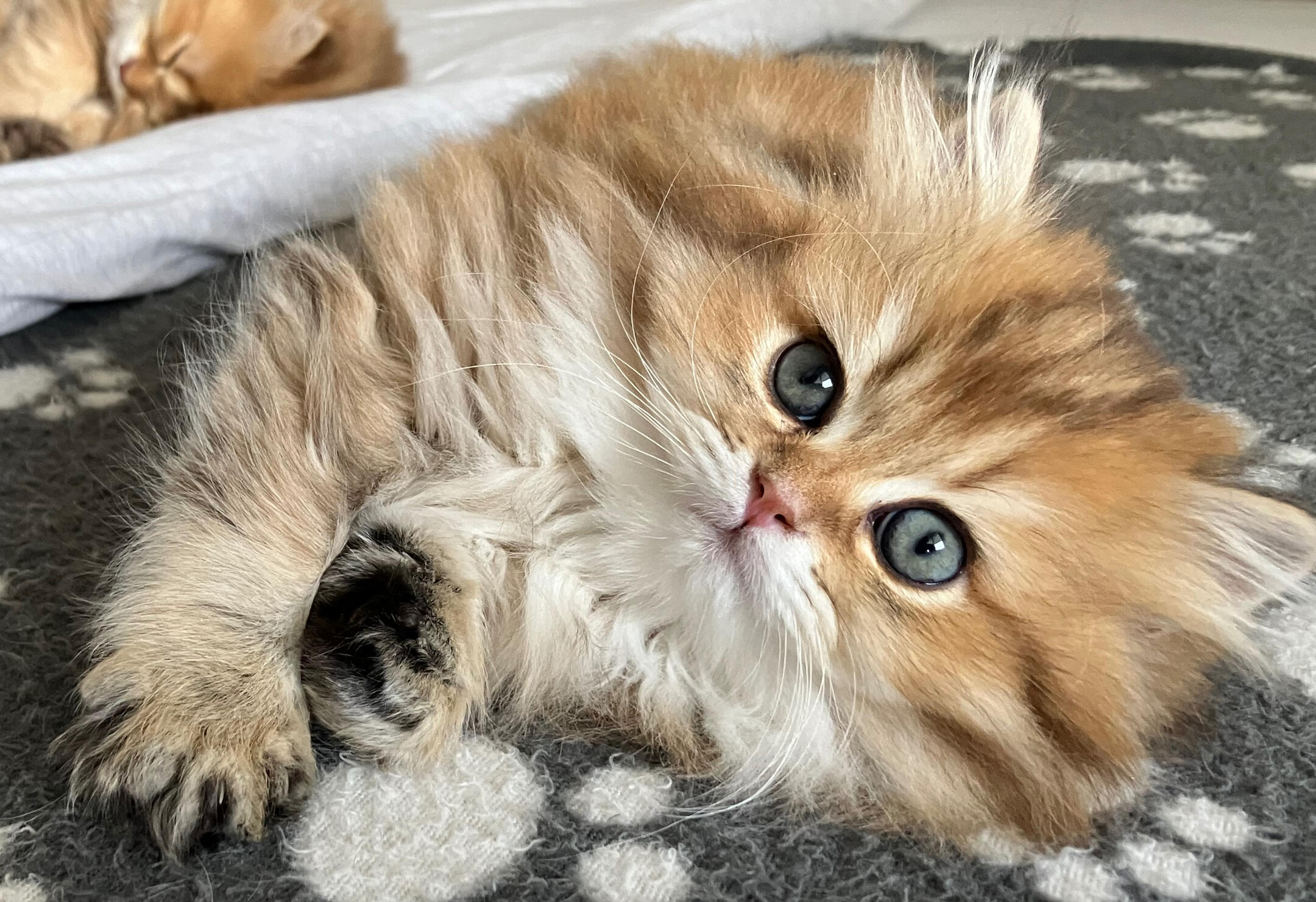 Matilda vom Hönggerwald