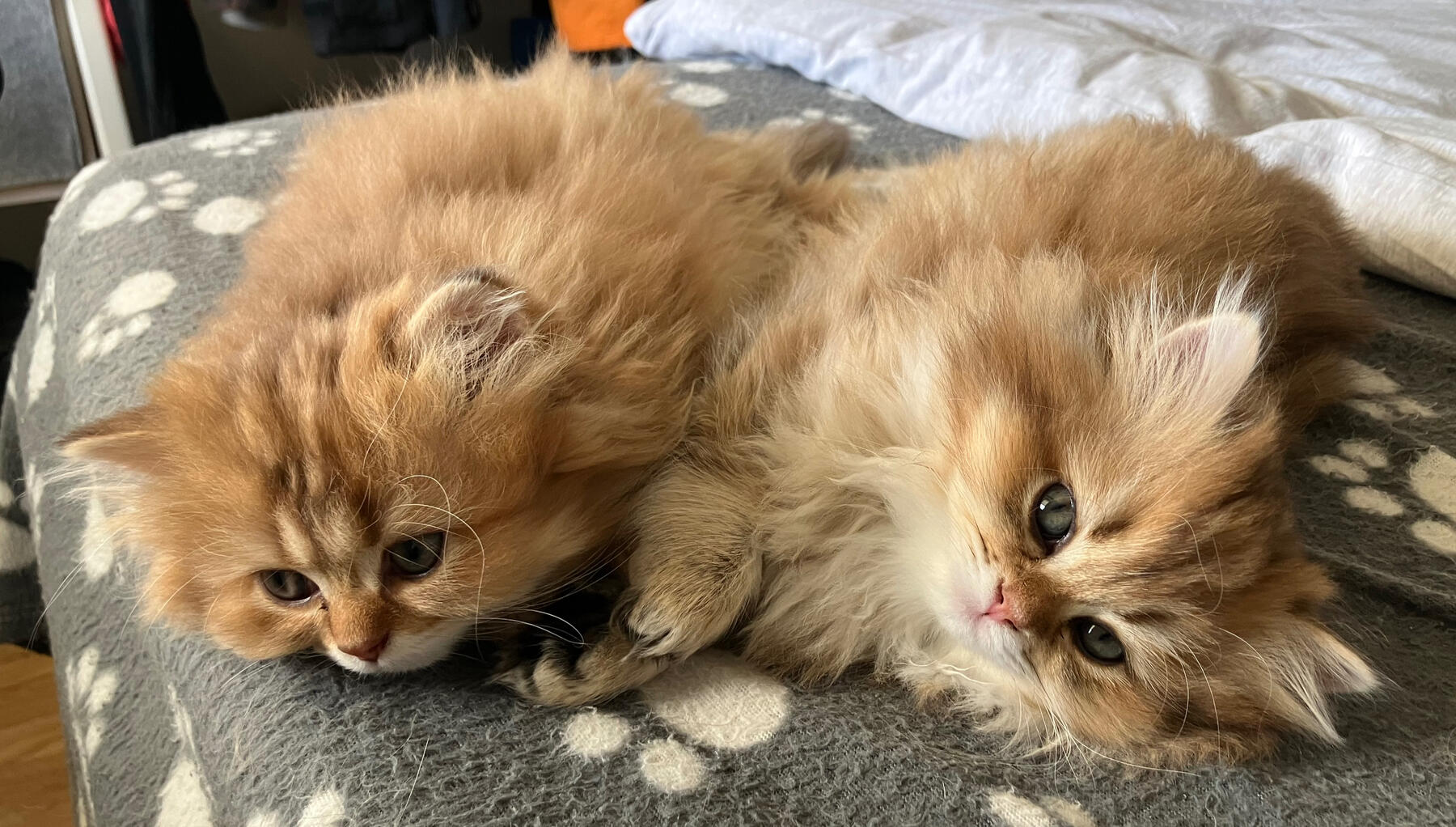 Matilda und Mortimer vom Hönggerwald Marigold vom Hönggerwald liegen entspannt auf der Kuscheldecke.