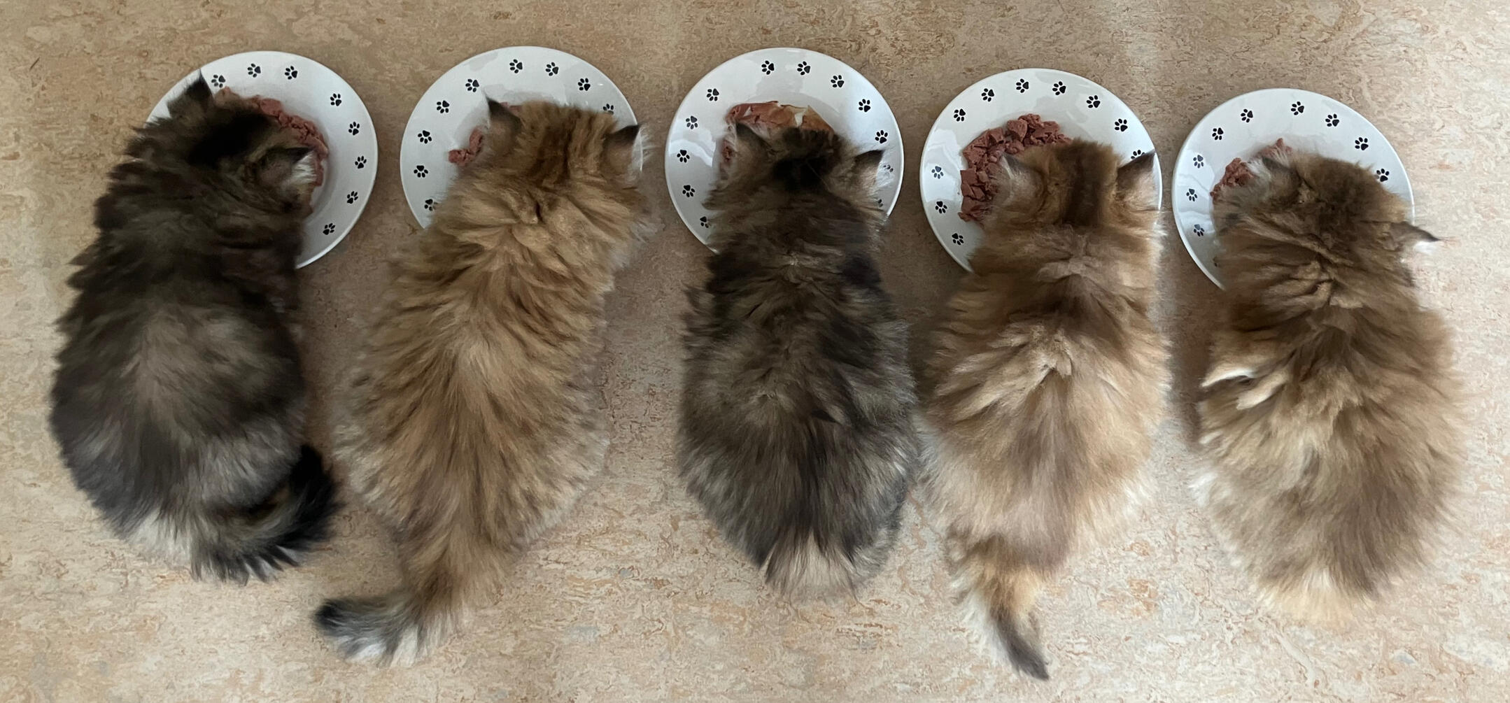 Die fünf Katzenwelpen des Wurfs M nebeneinander am Fressen.